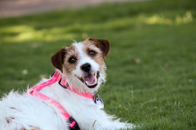 A happy Terrier wears a pink harness and lounges on the grass