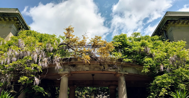 Гліцинія. Ботанічний сад Ван Влек, Монтклер, Нью-Джерсі (Van Vleck House and Gardens, Montclair, New Jersey)