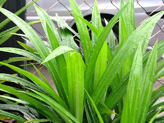 Pandan Leaves Benefits