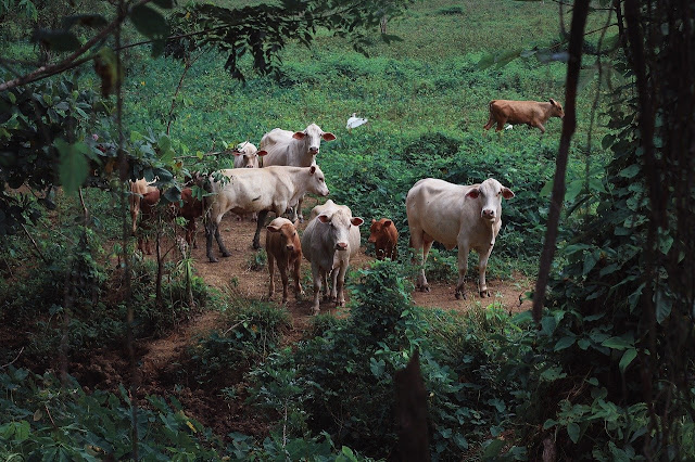 cattle scheme