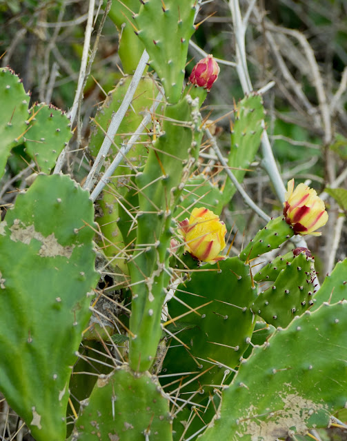 cactus in fiore