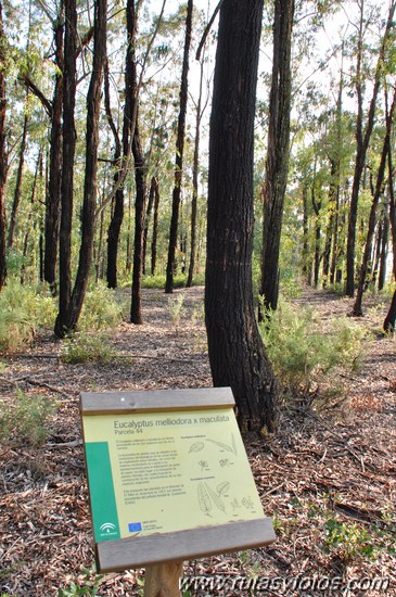 Arboreto de El Villar