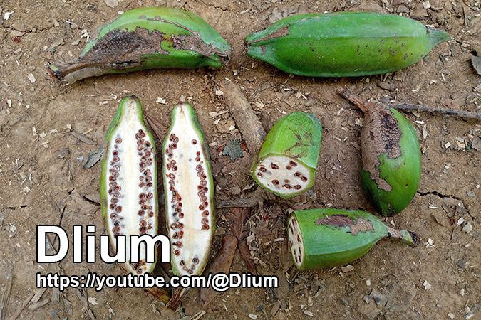 Dlium Balbis banana (Musa balbisiana)