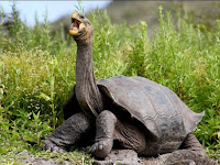 9 Hewan Langka yang Hanya Hidup di Kepulauan Galapagos