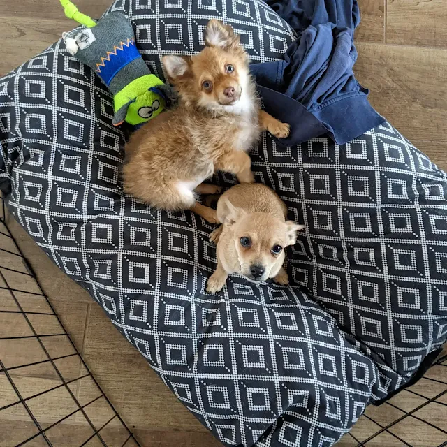 rescue chihuahuas