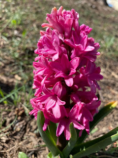 Pink Hyacinth