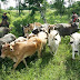 Ibirataia: Secretaria de Agricultura e Meio Ambiente convoca produtores e criadores de gado para campanha de vacinação contra Febre Aftosa