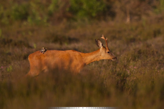 Ree & Graspieper - Roe Deer & Meadow Pipet - Capreolus capreolus & Anthus pratensis