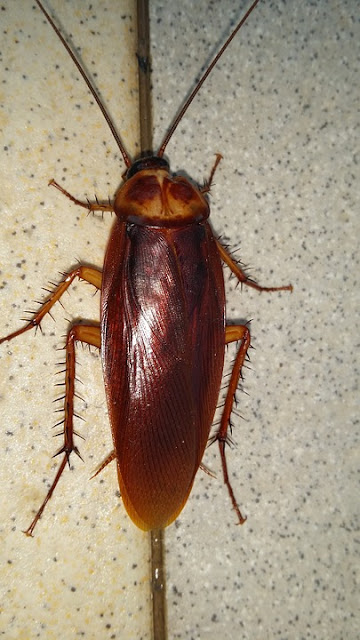 Cockroach