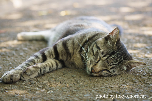 猫写真