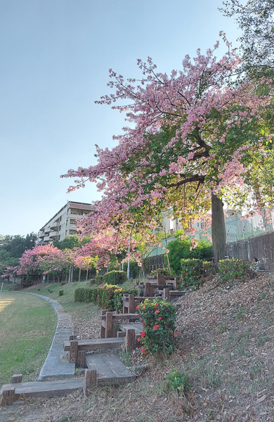 高雄楠梓益群橋後勁溪親水公園美人花開，後勁溪步道散步賞花