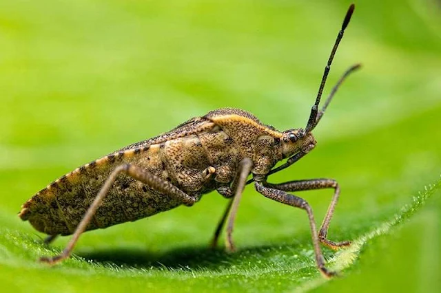 El comportamiento excepcional de la Anasa tristis: Su dependencia vital de los excrementos de sus congéneres para sobrevivir y reproducirse