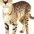 Savannah Cat - Wild House Cat