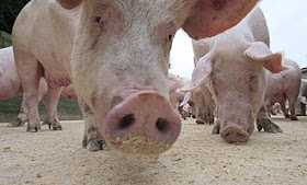 ebola in pork