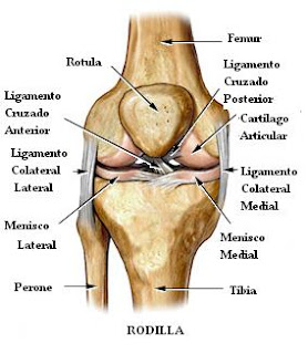 anatomy_knee