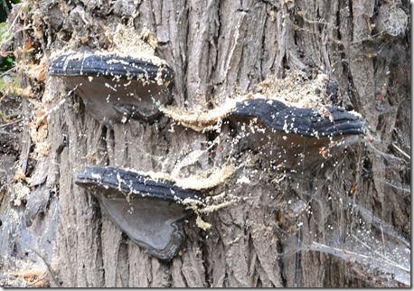 4 bracket fungi