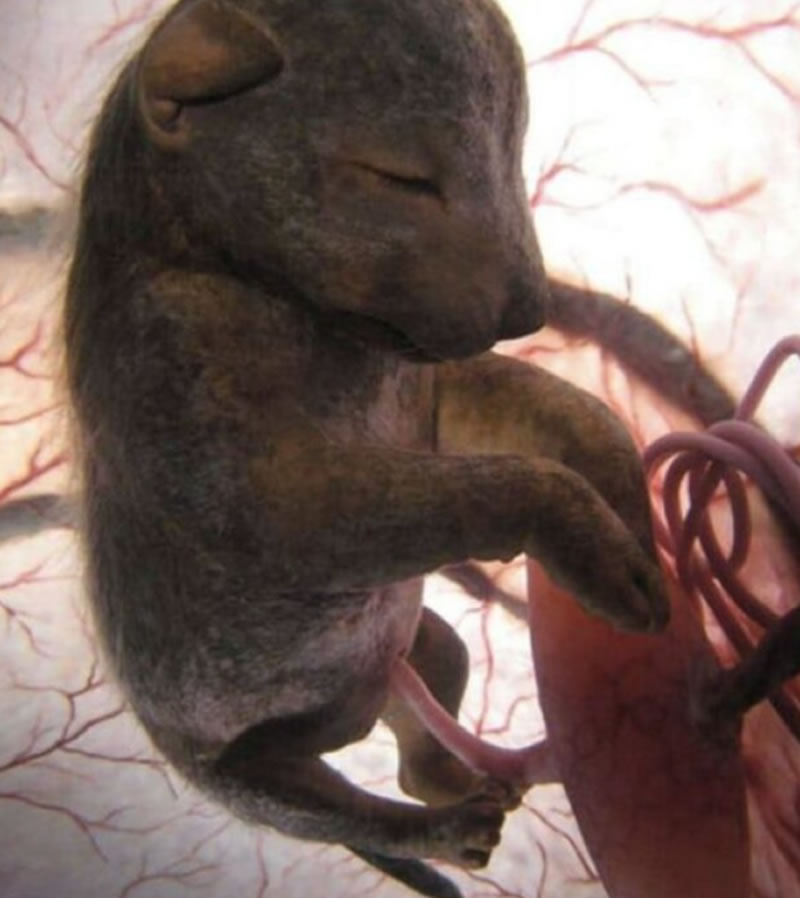 national geographic animals in the womb