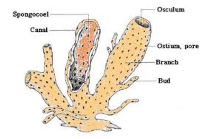  Ciri  Ciri  Porifera Amazing World e Learning