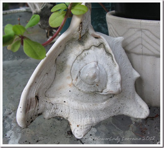 04-19-sea-shell