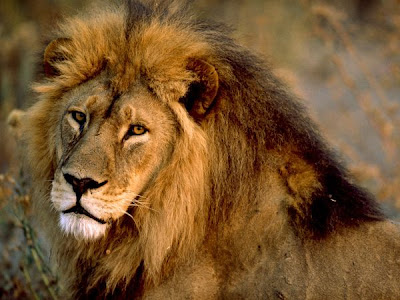 African lions pictures