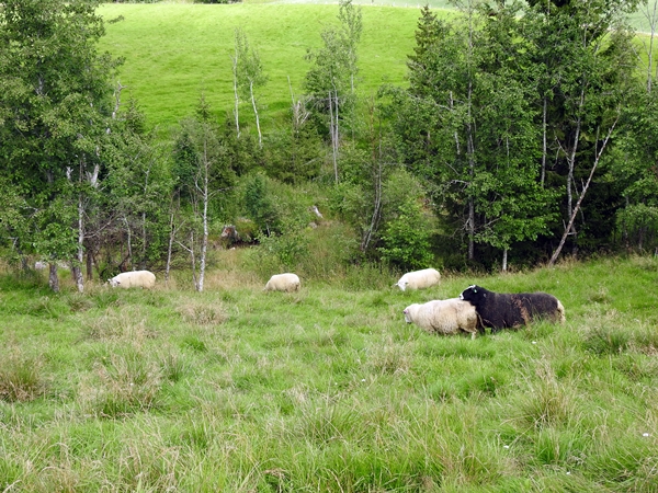 sau sauer søye lam lamunge