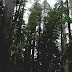 Sequoia Sempervirens - California Redwood Tree