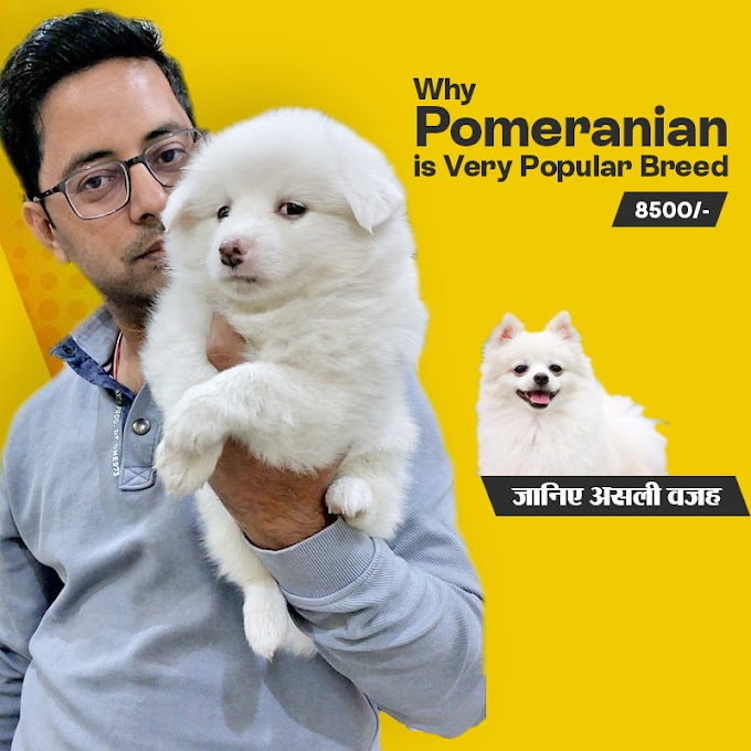 Why Pomeranian is Very Popular Breed | SRI SAI PET WORLD