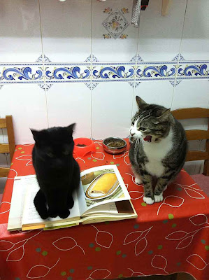 2 gatos sentados justo encima de los recetarios