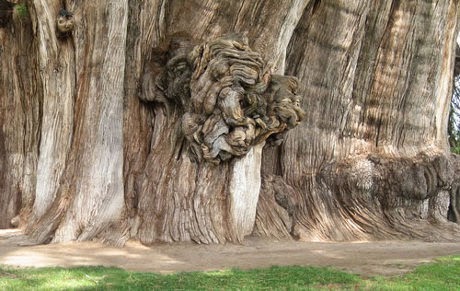 Pohon Tule