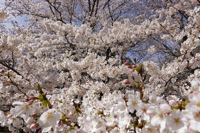 鳥取県西伯郡南部町鶴田 とっとり花回廊 芝生け広場 ソメイヨシノ（染井吉野）