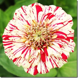 Zinnia Peppermint Stick