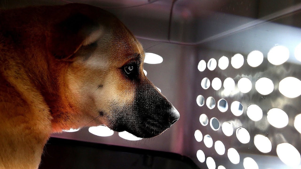 Local Pet Stores That Sell Dogs