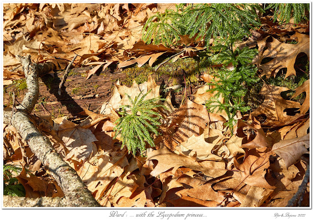 Ward: ... with the Lycopodium princess...