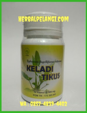 Jual Kapsul Keladi Tikus Di Banjarnegara | WA : 0857-4839-4402