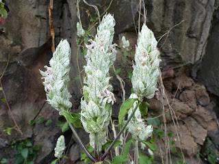 Carmantine à fleurs courtes - Plante crevette blanche - Camarons blancs - Queue d'écureuil - Justicia betonica