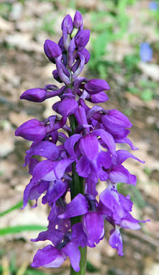 Orchis mâle (Orchis mascula)