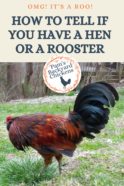 Are you wondering if you have a rooster in your flock? If so, you're not alone. Here's a guide to help you tell.