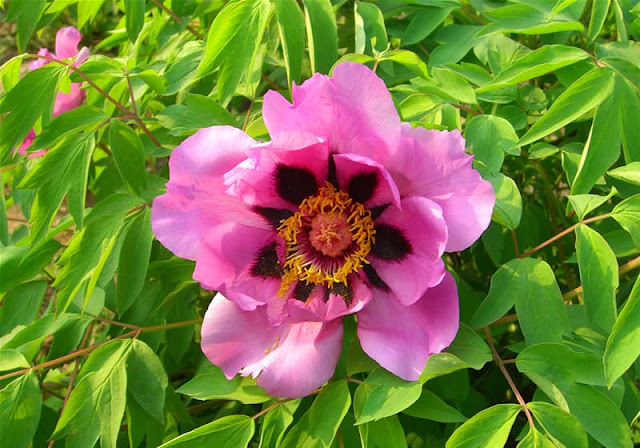 Peony Flowers Pictures