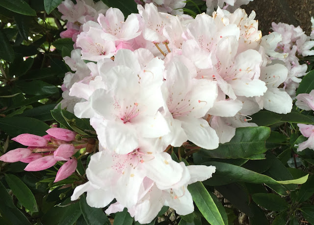 pink blossom tree