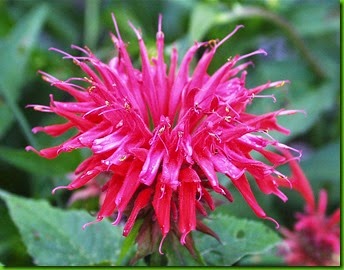 Monarda didyma