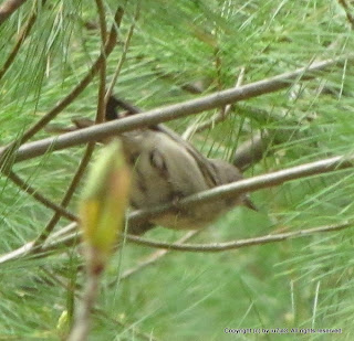 Pine Warbler