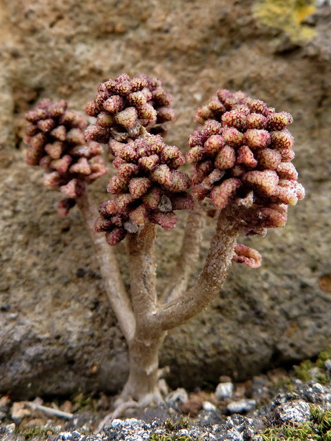 Monanthes muralis