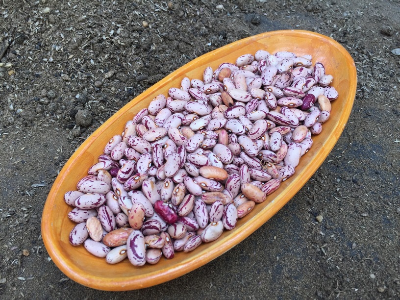 The fully dried Tongue beans display the same amazing colors and can be saved for use in a range of dishes.