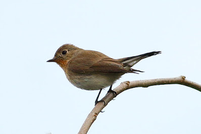 "Red-breasted Flycatcher - Ficedula parva ,winter visitor pereched on a branch in the setting sun."