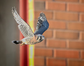 Immature male kestrel.