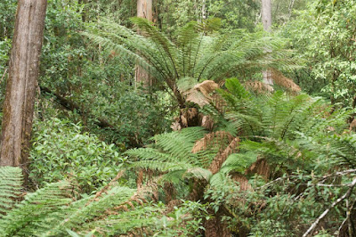 Manfern (Dicksonia antarctica)