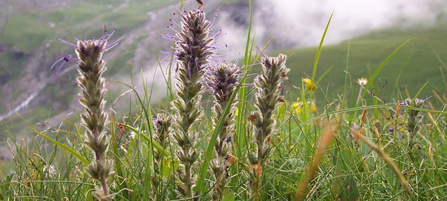 Endangered Medicinal  Plants Of Nepal