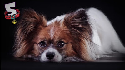the cutest dogs, dog videos, videos about dogs, facts about animals, family-friendly dog, chow chow, Pomeranian, Shar-Pei, Cavalier King Charles Spaniel, Bichon, Papillon, French Bulldog, pug, dog breeds, lovely dogs,