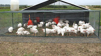 Organic Chicken Farming