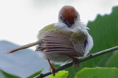 Common Tailorbird